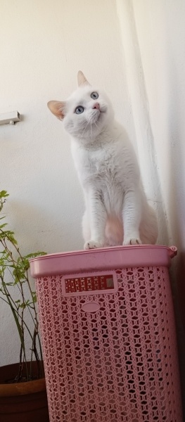 Ankara Kedisi, Kedi  Çiko fotoğrafı
