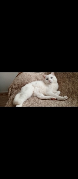 Ankara Kedisi, Kedi  Çiko fotoğrafı