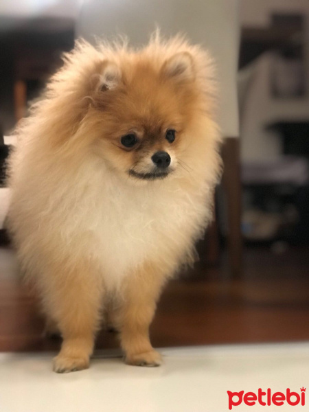 Pomeranyalı, Köpek  Miço fotoğrafı