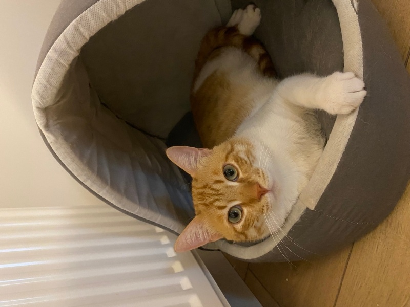 Tekir Kedi, Kedi  piko fotoğrafı