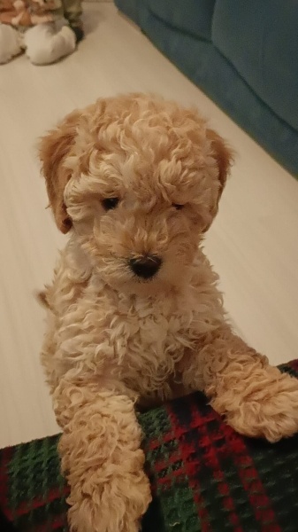 Poodle (Minyatür Kaniş), Köpek  Cookie fotoğrafı