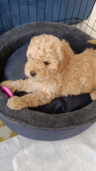 Poodle (Minyatür Kaniş), Köpek  Cookie fotoğrafı