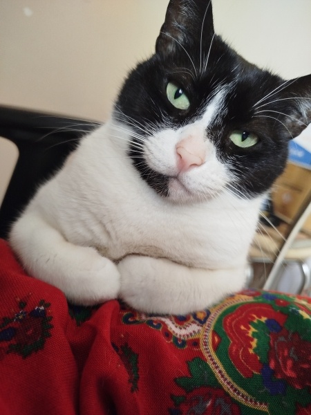 Tekir Kedi, Kedi  Titrek fotoğrafı