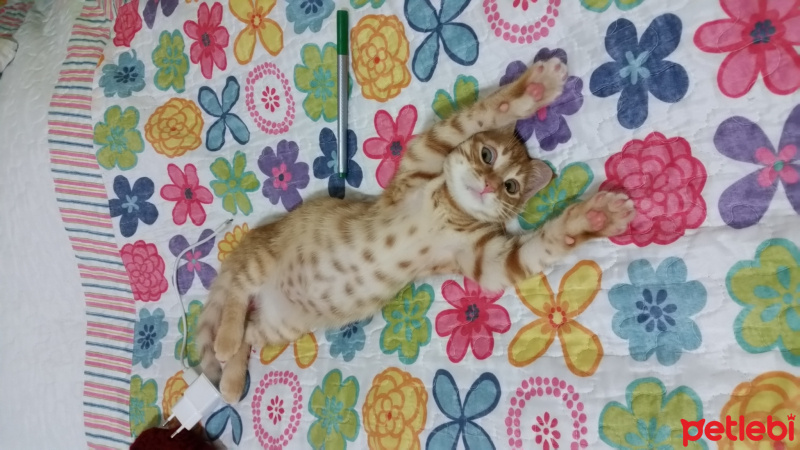 Tekir Kedi, Kedi  Balım fotoğrafı