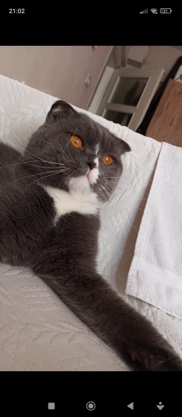 Scottish Fold, Kedi  Duman fotoğrafı