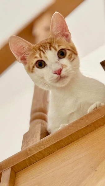 Sarman, Kedi  FOXY fotoğrafı