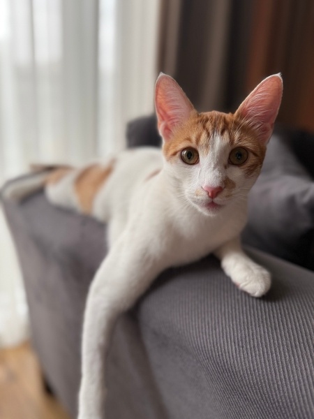 Sarman, Kedi  FOXY fotoğrafı
