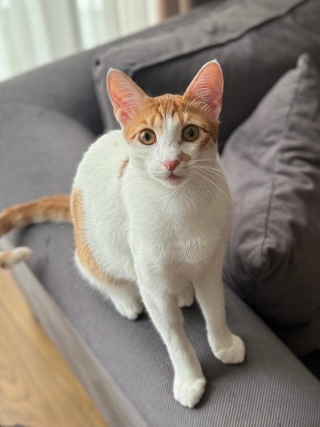 Sarman, Kedi  FOXY fotoğrafı