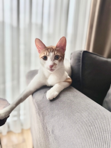 Sarman, Kedi  FOXY fotoğrafı
