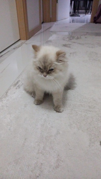 British Shorthair, Kedi  Lia fotoğrafı