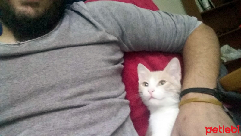 Brazilian Shorthair, Kedi  216 fotoğrafı