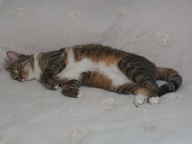 Tekir Kedi, Kedi  Badem fotoğrafı