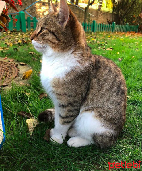 Tekir Kedi, Kedi  Coco fotoğrafı