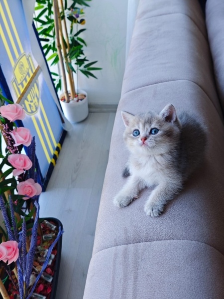 British Shorthair, Kedi  Mia fotoğrafı