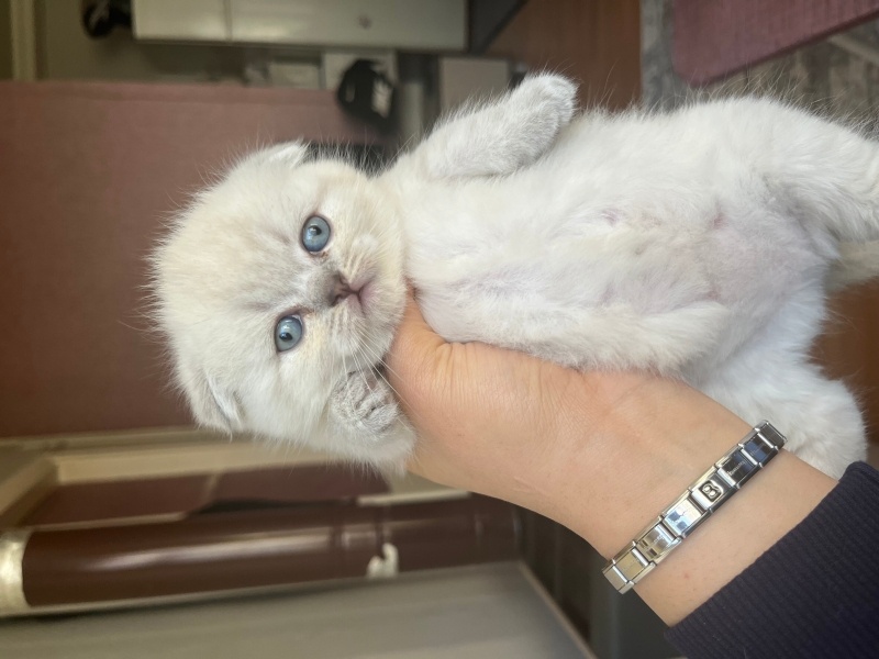 Scottish Fold, Kedi  Bobi fotoğrafı