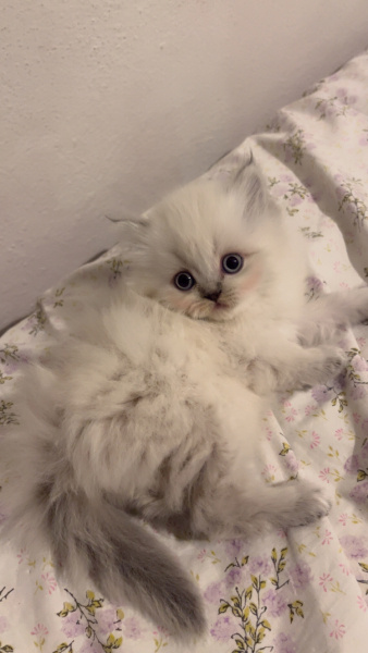 Scottish Fold, Kedi  Bobi fotoğrafı