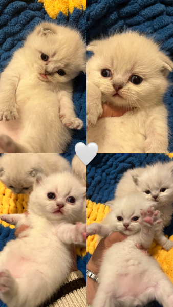 Scottish Fold, Kedi  Bobi fotoğrafı