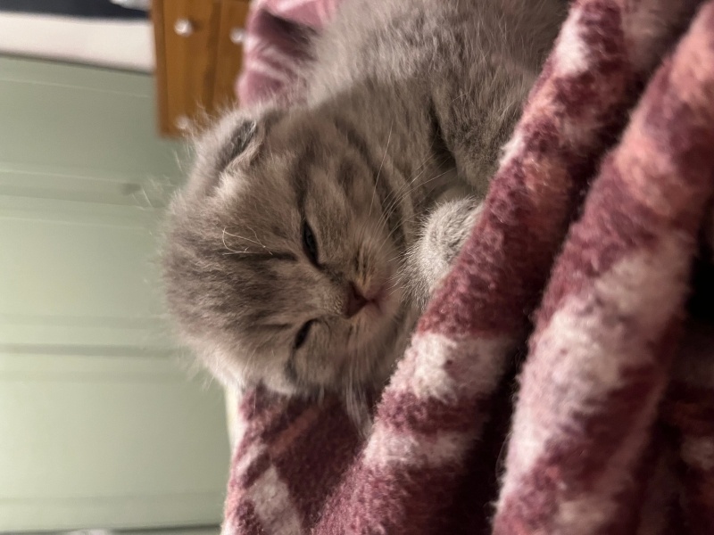 Scottish Fold, Kedi  Bobi fotoğrafı