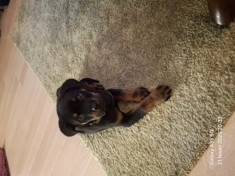 Rottweiler, Köpek  Max fotoğrafı