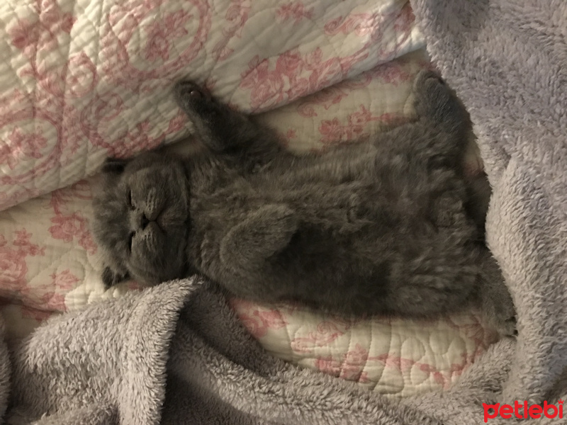 Scottish Fold, Kedi  Bulut fotoğrafı