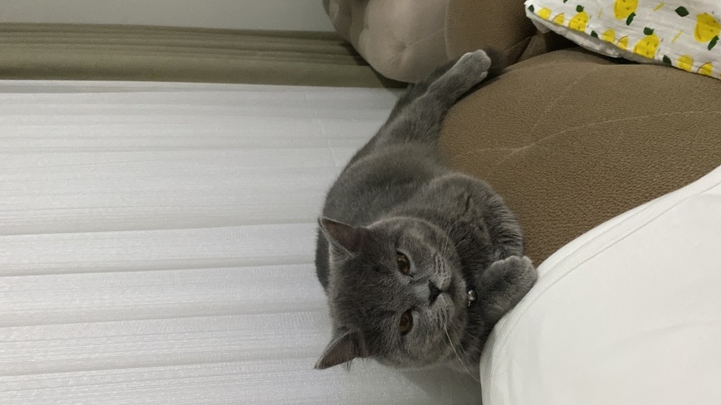 British Shorthair, Kedi  Maya fotoğrafı