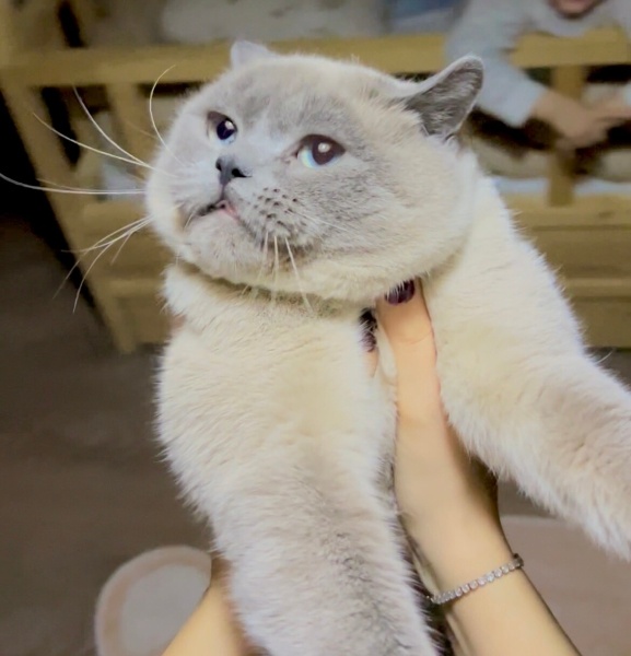 British Shorthair, Kedi  Casper fotoğrafı