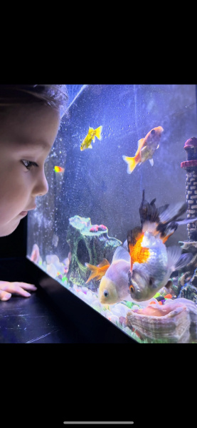 Tatlısu Akvaryumu, Akvaryum  Balık fotoğrafı