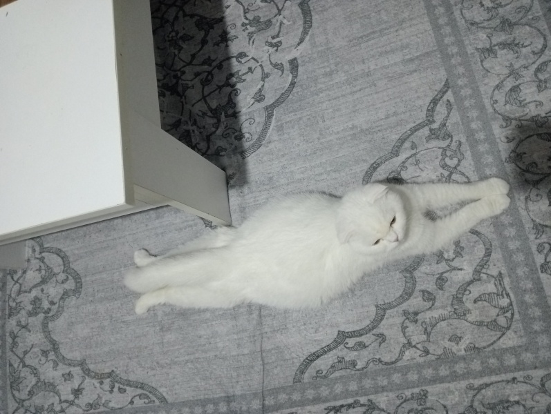 British Longhair, Kedi  Britişh long hair fotoğrafı