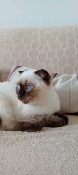 Scottish Fold, Kedi  Karamel fotoğrafı