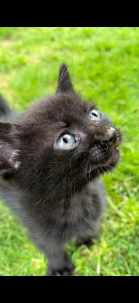 Tekir Kedi, Kedi  Gölge fotoğrafı