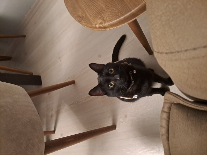 Tekir Kedi, Kedi  Gölge fotoğrafı