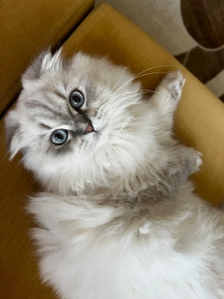 British Longhair, Kedi  Luna fotoğrafı