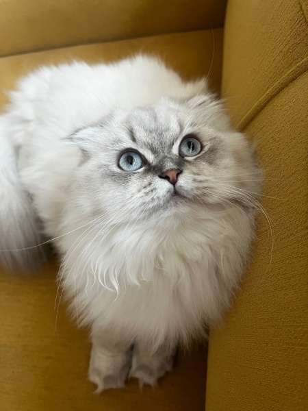 British Longhair, Kedi  Luna fotoğrafı