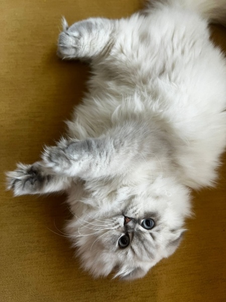 British Longhair, Kedi  Luna fotoğrafı