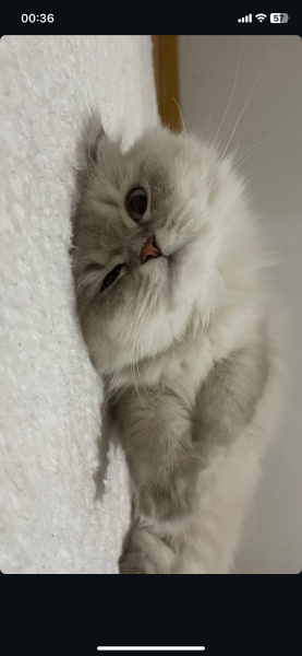 British Longhair, Kedi  Luna fotoğrafı
