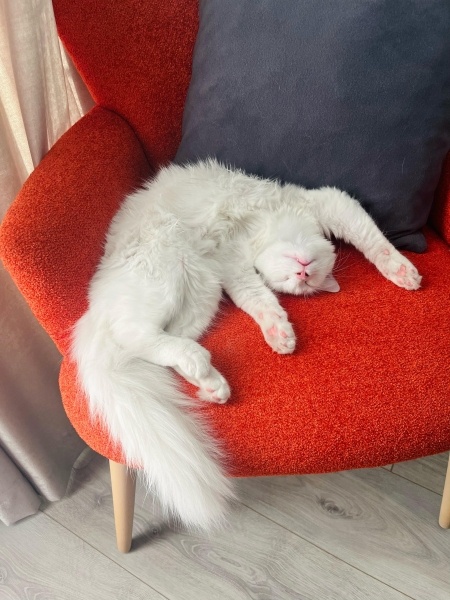 Ankara Kedisi, Kedi  İNCİ fotoğrafı