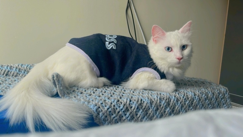 Ankara Kedisi, Kedi  İNCİ fotoğrafı
