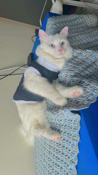 Ankara Kedisi, Kedi  İNCİ fotoğrafı