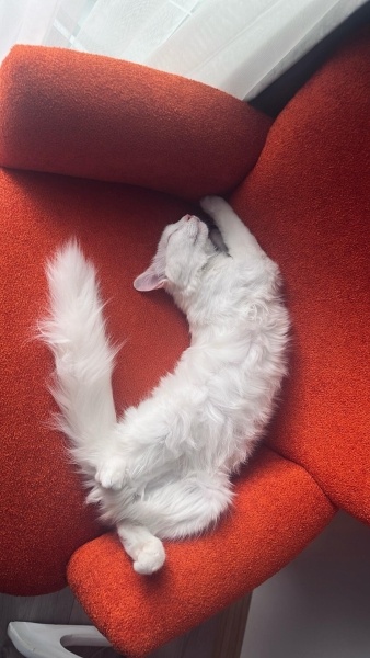 Ankara Kedisi, Kedi  İNCİ fotoğrafı