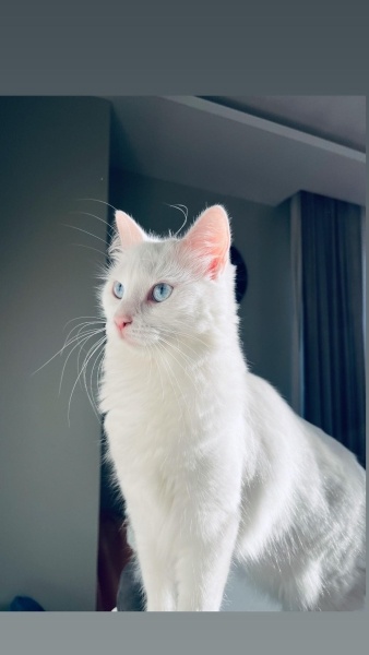 Ankara Kedisi, Kedi  İNCİ fotoğrafı