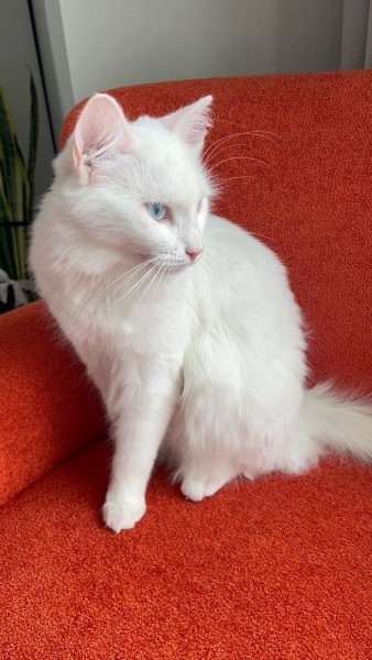 Ankara Kedisi, Kedi  İNCİ fotoğrafı