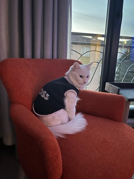 Ankara Kedisi, Kedi  İNCİ fotoğrafı