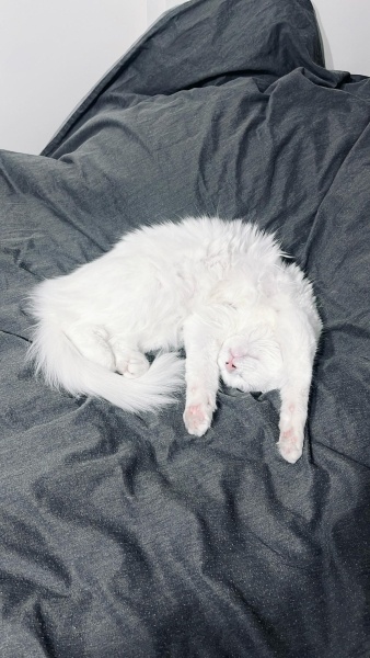 Ankara Kedisi, Kedi  İNCİ fotoğrafı