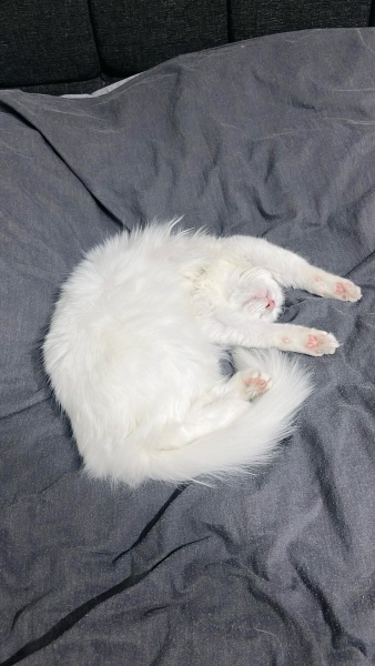 Ankara Kedisi, Kedi  İNCİ fotoğrafı