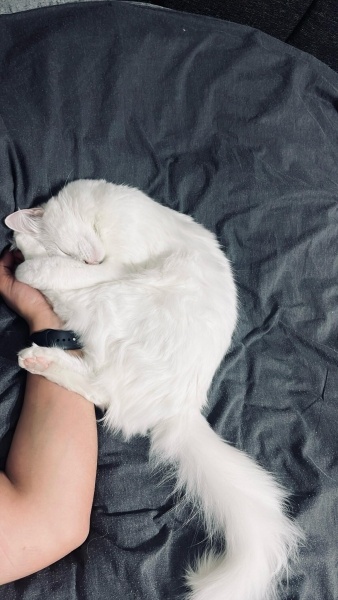 Ankara Kedisi, Kedi  İNCİ fotoğrafı