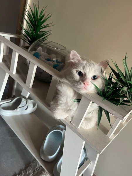 Ankara Kedisi, Kedi  İNCİ fotoğrafı