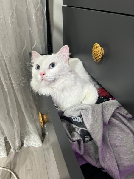 Ankara Kedisi, Kedi  İNCİ fotoğrafı