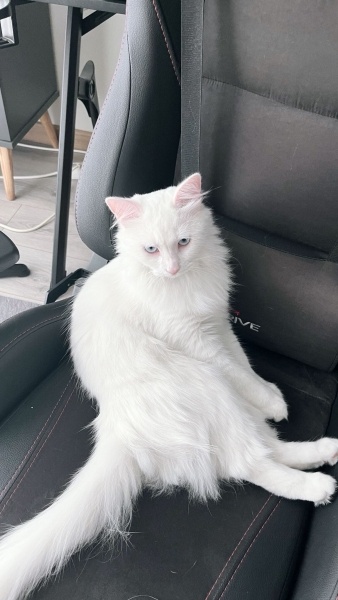 Ankara Kedisi, Kedi  İNCİ fotoğrafı