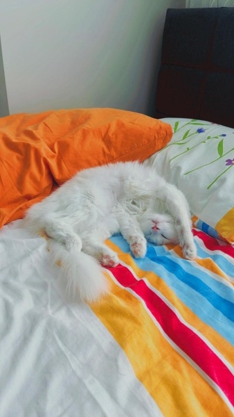Ankara Kedisi, Kedi  İNCİ fotoğrafı