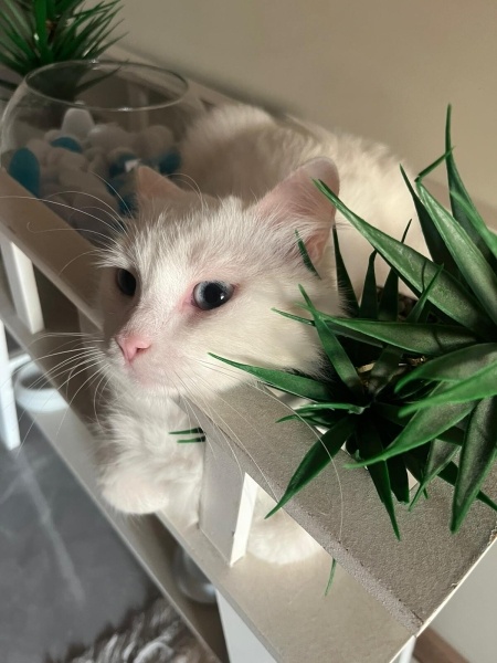 Ankara Kedisi, Kedi  İNCİ fotoğrafı